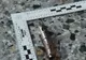 Cum arăta bomba detonată la Manchester: puternică și sofisticată. Guvernul britanic, furios