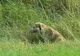 REVOLTĂTOR!L-au legat şi l-au lăsat să moară cu zile.Când a fost salvat,reacţia lui le-a topit inima