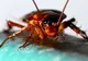 Cele mai bune 4 metode naturale de a alunga gândacii din casă