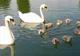 Hoții nu s-au putut abține! Au fost furați cei 8 pui de lebădă din parcul IOR din București