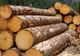 Un nou sistem de certificare forestieră se lansează în România