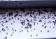 Cum putem scăpa de muște fără spray și soluții chimice. Trucuri naturiste pe care le ai sigur la îndemână