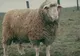 Ministrul Turismului insistă cu oaia, simbol naţional: "Avem Olanda cu vaca, Spania are taurul"