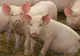 Capete şi viscere de porci împrăştiate în jurul terenului unei moschei din Germania