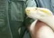După ce a dispărut în mod misterios, un piton gigantic a revenit în zonă. Localnicii sunt ÎNFIORAȚI 