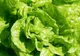 De ce salata verde ne face mult mai mult rău decât carnea?