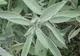 Planta sacră care vindecă numeroase boli şi ţine departe bătrâneţea. Creşte şi în România