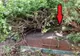 Au descoperit o uşă de metal în grădină. Şi-au făcut curaj şi au deschis-o! Şoc! Ce secret ascundea
