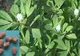 Schinduful, elixirul tinereţii şi al vitalităţii. Plantă care vindecă infertilitatea