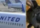 Neglijență criminală! Motivul ȘOCANT pentru care iepurele gigant a murit pe cursa United Airlines