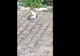 Luptă crâncenă între un porumbel şi un şobolan în plină stradă! Cine a câştigat?