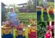 Ideea genială a unei femei din Târgu Jiu - grădină de vis cu bani puţini