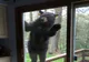 Un urs furios a încercat să intre în casa unei femei. Ce l-a atras irezistibil și l-a scos din minți
