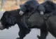 Imagini adorabile. O ursoaică își duce puii la culcare