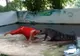 Și-a băgat capul în gura crocodilului de bunăvoie! E șocant ce a urmat