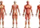 Barem ANATOMIE BAC 2017. S-a publicat baremul la Anatomie 2017, pe Edu.ro