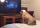 Video viral! Cum reacţionează acest căţel atunci când urmăreşte un film de groază