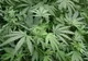 O ţară europeană a legalizat utilizarea medicală limitată a cannabisului