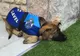 O lume întreagă a râs. Motivul pentru care un câine polițist a fost "concediat", deși are doar un an