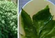 Se spune că această plantă este "darul zeilor". Poate vindeca peste 100 de boli