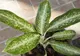 Aceste plante de interior sunt OTRĂVITOARE! Pot ucide un copil în doar un minut