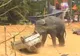 Un elefant nervos a făcut prăpăd la un festival din India. Au zburat mașini