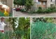 Gardul minune din Arad: înverzește în două ore