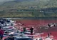 Tradiție revoltătoare! Masacrul balenelor din Insulele Faroe continuă nestingherit