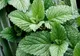 Planta care te scapă de insectele nedorite din casă