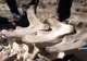 Un grup de copii au făcut o descoperire arheologică fabuloasă. Are peste 25.000 de ani vechime