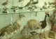 A furat pene de la păsările expuse în muzeu. Prejudiciu de 6 milioane de dolari. Motivul, ireal