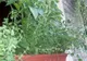 Planta pusă la geam care te scapă de muşte