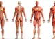 Subiecte BAC 2017 Anatomie. Ce subiecte au primit elevii la Anatomie. Barem de corectare