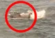 Un elefant a înotat în mare 16 km și a fost salvat in extremis de paza de coastă