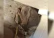 A zis că a găsit un câine rănit pe verandă.L-a îngrijit şi crescut.Când a văzut ce animal e, a fugit