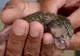 A găsit un pisoiaş.L-a luat acasă.Ce surpriză.Creştea şi lua forme ciudate.ŞOC!Ce animal era de fapt