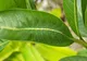 Tu o IDENTIFICI? Cum arată cel mai spectaculos CAMUFLAJ din natură