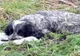 A găsit un câine abandonat cu o pungă în dinți. S-a uitat înăuntru și i s-a făcut părul măciucă