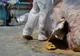 O creatură uriașă a ieșit din Sena și a ajuns în centrul Parisului. Trecătorii, șocați. Cum arată