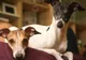Cum să-ți fotografiezi animalul de companie? Modul INOVATOR