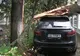 O femeie a murit după ce a fost lovită de un copac căzut. Furtunile au făcut ravagii