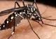 Alertă în Italia pentru febra Dengue. Crește numărul controalelor la frontieră