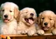 Cele mai amuzante fotografii cu pui din rasa Golden Retriever! Râzi cu lacrimi
