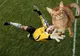 Puterea Photoshop-ului: pisici pe terenul de fotbal, în timpul meciurilor oficiale! Râzi cu lacrimi
