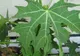 "Darul zeilor". Planta care vindecă peste 100 de boli