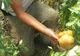 Roşii-gigant cultivate într-o grădină din România. O singură tomată ajunge la 1,4 kg - cât costă 