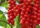 Fructul cu cinci gusturi: dulce, sărat, acru, amar şi uite. Ai încerca aşa ceva?