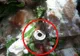 A avut surpriza vieții ei după ce a comandat o salată și a văzut ce se află în ea