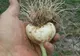 Cum recunoaștem usturoiul românesc. Secrete împărtășite de un cultivator din Buzău