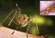 Două persoane din judeţul Teleorman sunt suspectate că au contractat virusul West Nile